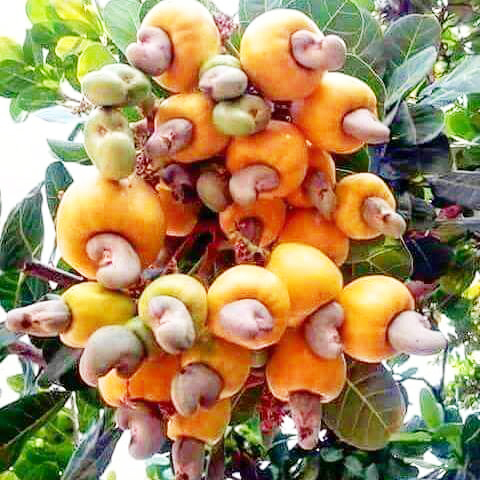 ದ.ಕ. ಜಿಲ್ಲೆಯಲ್ಲಿ ಸೊರಗುತ್ತಿರುವ ‘ಗೇರು’ ಕೃಷಿ